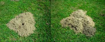 Hole in dirt mound.