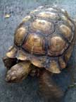 African spur-thighed tortoise