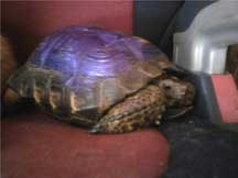 Blueberry Tortoise