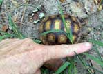 Hatchling gopher tortoise