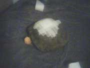 hurt tortoise