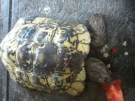 Desert Tortoise