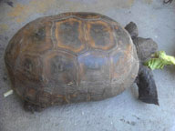 Found gopher tortoise