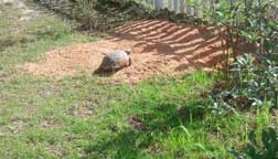 Large gopher tortoise apron.