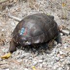 painted tortoise