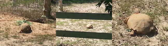 What sex Gopher tortoise?