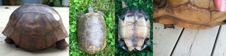Gopher tortoise in Kentucky