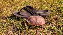 Sick baby gopher tortoise?