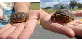 Very young baby gopher tortoise