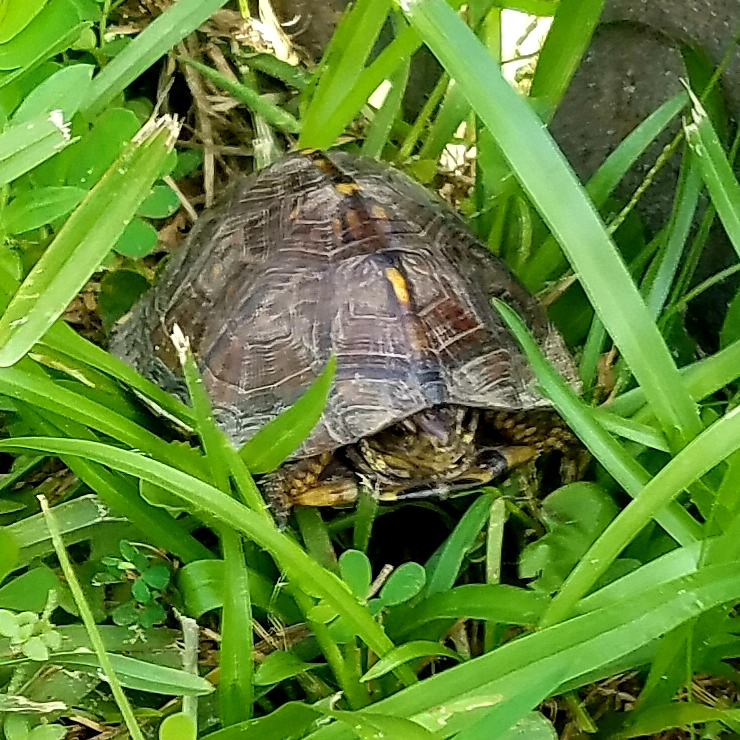 Box turtle