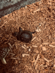 Striped mud turtle