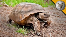 African spurred tortoise