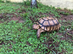 African spurred tortoise
