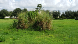 Maintaining vegitation