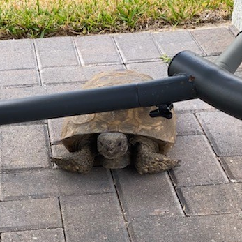 African spurred tortoise (Geochelone sulcata)