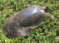 Florida softshell turtle