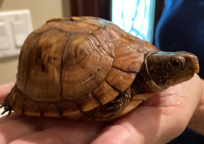 box turtle