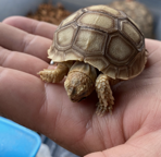 small pet turtle