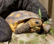 Is this a gopher tortoise?