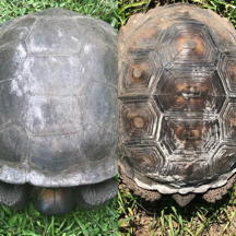 Two very different gopher tortoises.