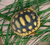 Baby GT from horse pasture