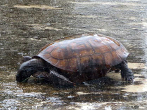 Gopher tortoise drinking from puddles in parking lot in the rain.
