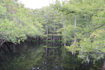 A calm water cove in the St. John's river.