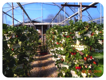 A Hise Farms Hydrophonic Garden