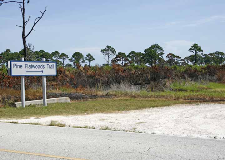 PINEFLATWOODSTRAIL1-ED