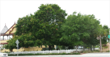 The Laurel Oak that was removed from the Pritchard House. Read the story: