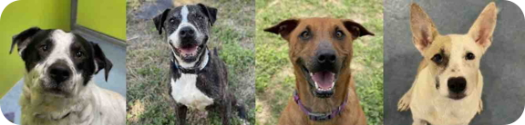 SPCA - 4 dogs.