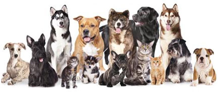 Dogs & Cats