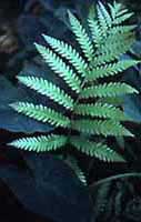 fern - left
