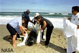 Pilot Whale Rescue.