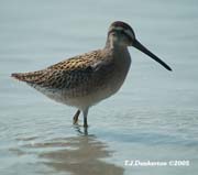 juvenileShort-billed#10003