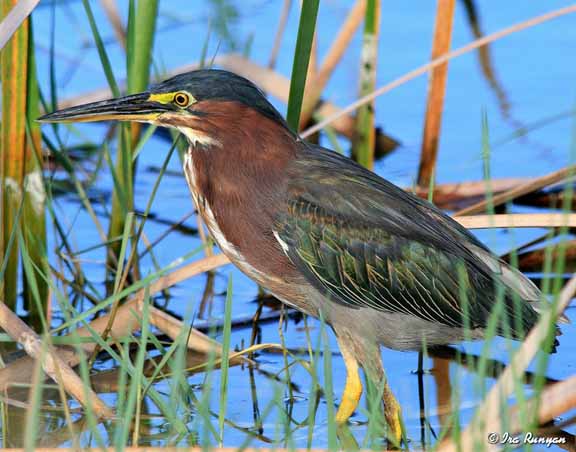 LittleGreenHeron_8599