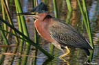 LittleGreenHeron_3875
