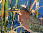 LittleGreenHeron_8604