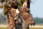 MarshHawk_0063
