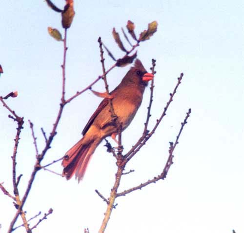 CardinalFemale