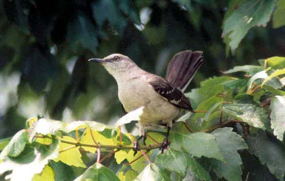 MockingbirdAdult