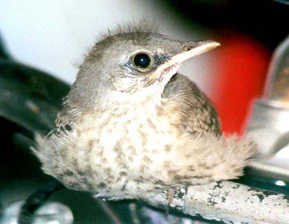 MockingbirdBaby2