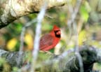 CardinalMale