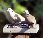 DoveEurasianCollared