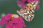 PaintedLady