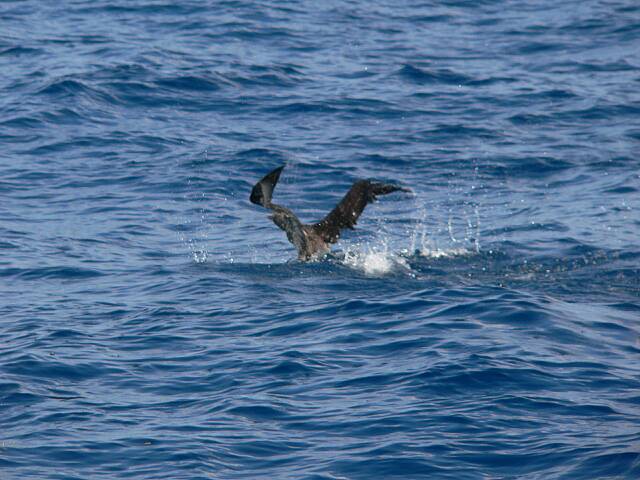 CorysShearwaterFreeAgain