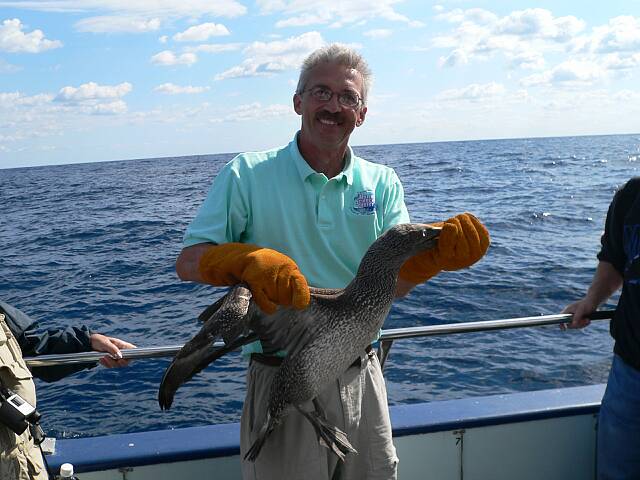 CorysShearwaterRelease