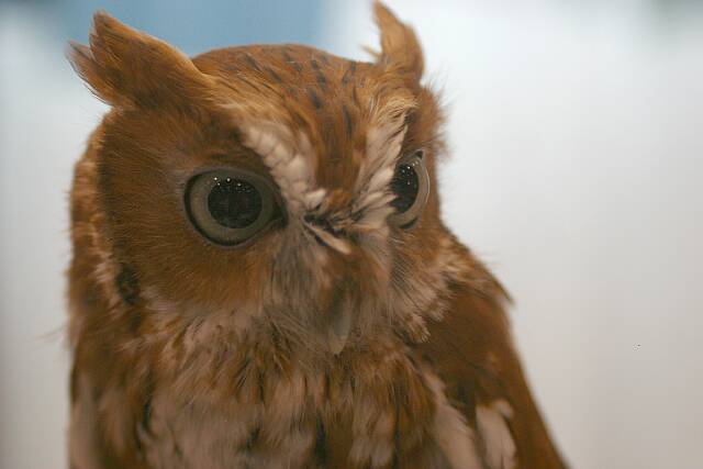 Exhibits-EasternScreechOwl