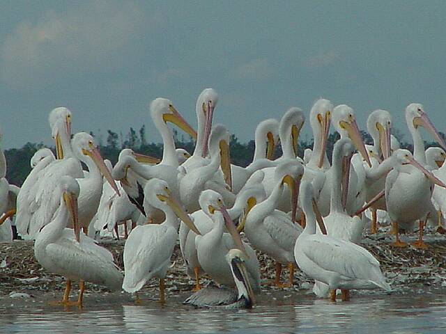 PelicanIsland