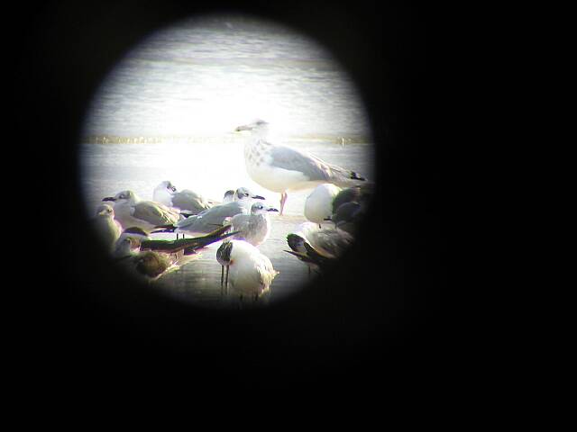 SpecialGullByDigiscope